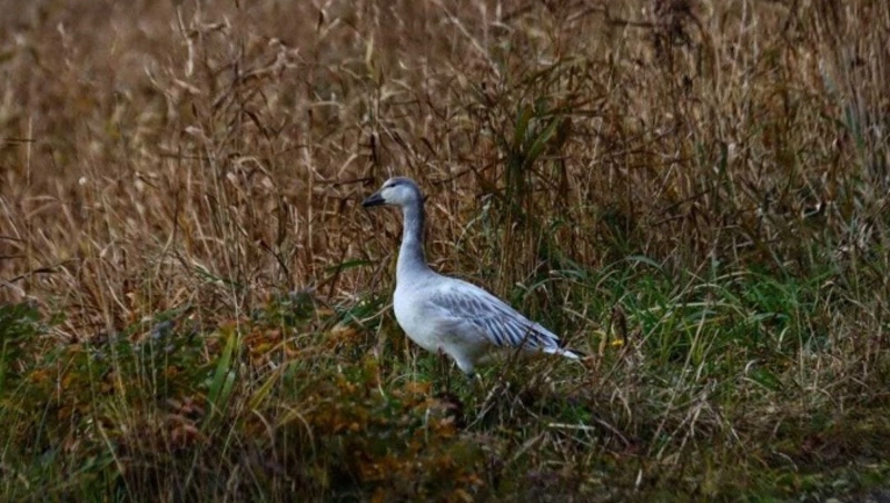 На Шикотане впервые за 40 лет встретили белых гусей