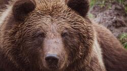 Наглый медведь продолжает объедать жителей села на юге Сахалина. «Съел всю морковку»