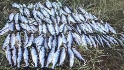 Новосибирец попался на Сахалине с уловом горбуши почти на четверть миллиона рублей