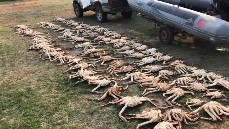 Более ста особей камчатского краба изъяли у браконьеров — Центр внимания 19 мая