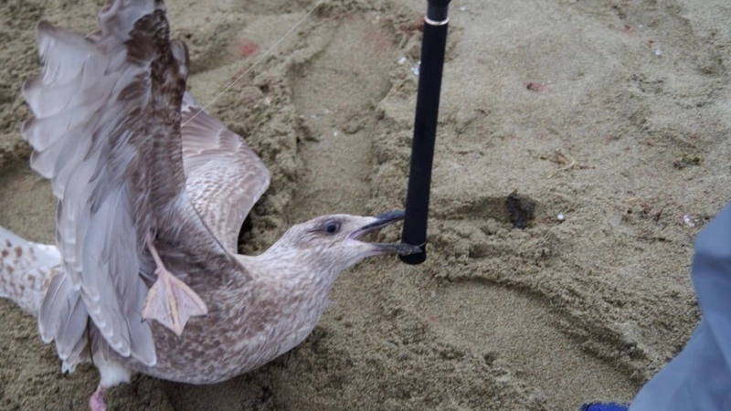 Сахалинским рыбакам-любителям пора менять снасти