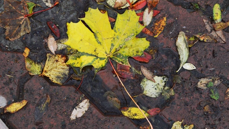 Северо-западный ветер и нулевая температура. Прогноз погоды на Сахалине на 21 ноября