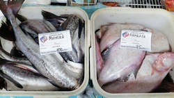 Жителям Томари привезли свежую рыбу по цене от 85 рублей за килограмм