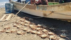 Сотрудники сахалинской рыбоохраны выявили за неделю почти 90 нарушений