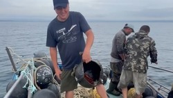 Рыбаки с Сахалина обнаружили в сломанном буе осьминога Дофлейна с потомством