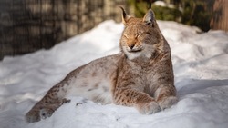 Зоопарк в Южно-Сахалинске перейдет на зимнее расписание 17 октября