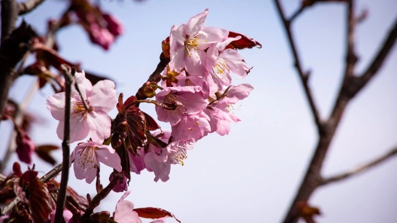 Сакура расцвела в Южно-Сахалинске: фоторепортаж Sakh.online