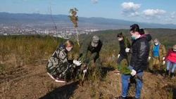 Акция по высадке деревьев прошла на Сахалине. Среда обитания 30.11.23