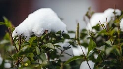 Потепление и небольшой снег прогнозируют в Сахалинской области