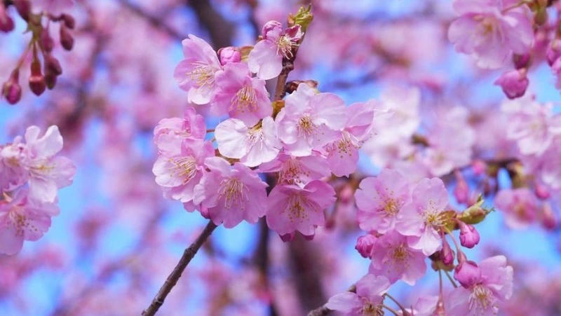 Врач дала советы по борьбе с аллергией на цветение