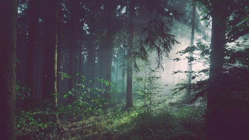 Стали известны подробности исчезновения двух пожилых женщин в Смирныховском районе