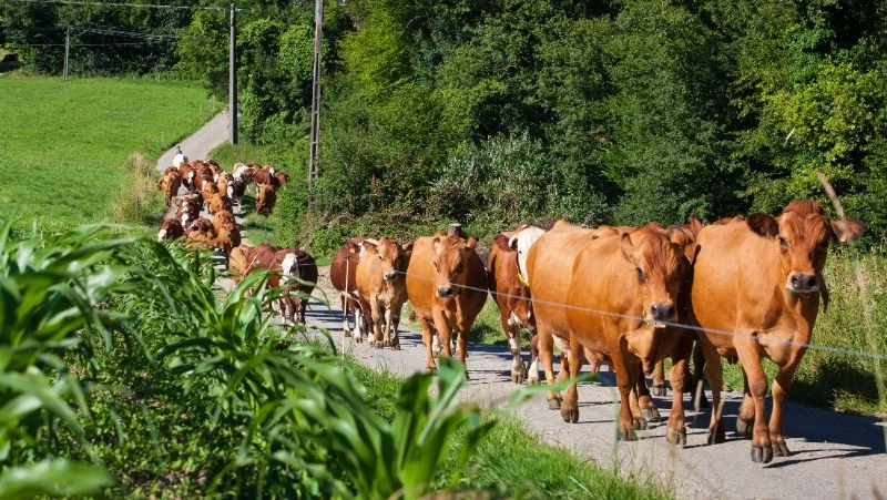 Водитель, сбивший коров в Долинском районе, требует компенсировать ущерб за разбитое авто