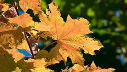 Погода в Южно-Сахалинске на 13 октября: +19 и ясное небо