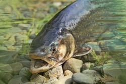 10 тысяч тонн тихоокеанского лосося выловили в Сахалинской области