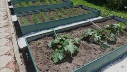 Первые урожаи и новые хлопоты