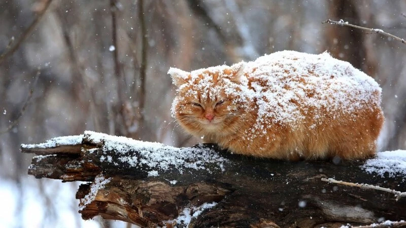 17 районов Сахалина и Курил ждет новый удар стихии