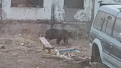Медведь вышел к людям на Итурупе и направился к школе