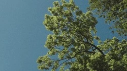 Пасмурно и до +29 градусов прогнозируют синоптики в Южно-Сахалинске 21 июля