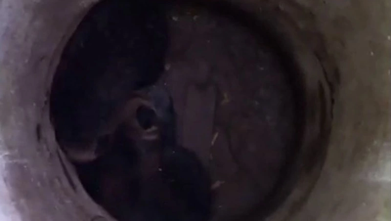 Фонд «Зеленый Сахалин» спас двоих медвежат из заброшенного коллектора в Холмске