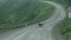 Медведя выгнали с дороги бродячие собаки на Сахалине