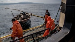 Особые принципы добычи кеты определили на Сахалине