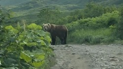 Администрация Северо-Курильска предупредила о выходе медведя в район водозабора