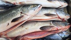 Доступную рыбу из морозильника везут в Невельск