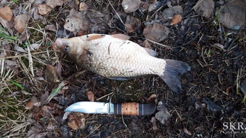 В сахалинских озерах «оттаял» карась