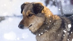 Жалость, которая убивает: сахалинцам напомнили об опасности прикорма бродячих собак