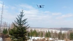 В Корсаковском районе незаконно вырубили 80 лиственниц