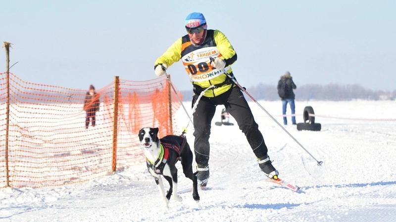 Сахалинцы заняли первое место в соревнованиях по ездовому спорту «Амурская метель-2017»