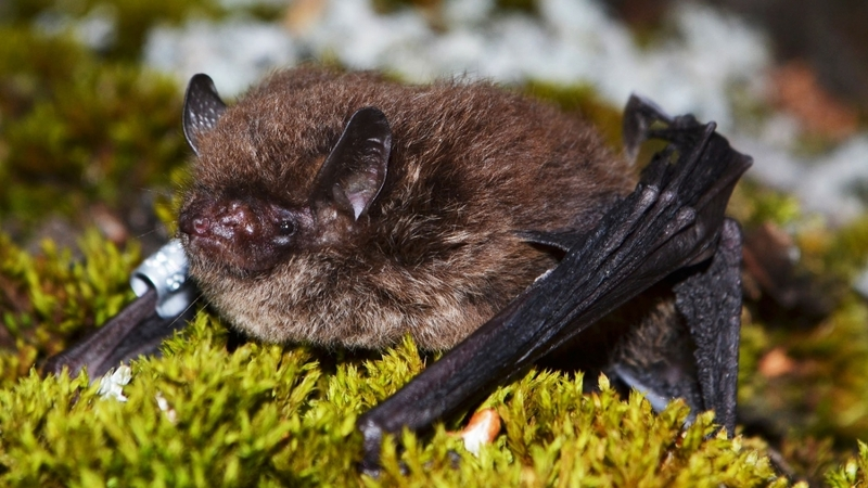 На Курилах нашли новый вид летучих мышей