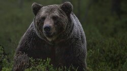 Молодого медведя застрелили на кладбище в Долинске