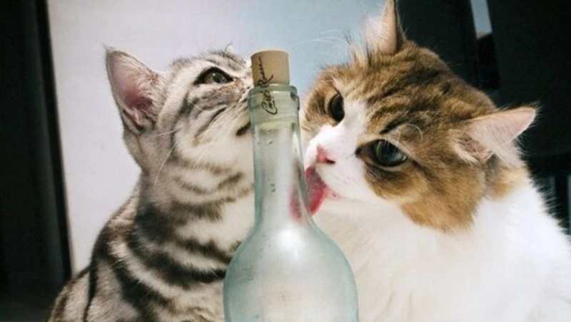 Компанию с Сахалина оштрафовали за торговлю иностранным алкоголем без документов