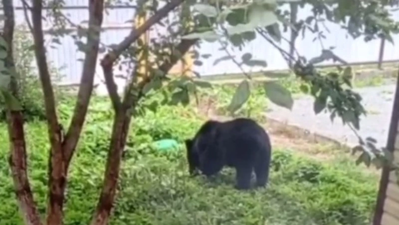 Медведь похозяйничал на участке жилого дома в Южно-Сахалинске