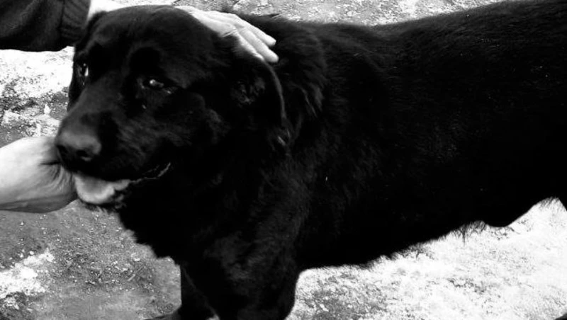 «Ушел на радугу»: лабрадор из «Доброго сердца» умер после тяжелого отравления на Сахалине