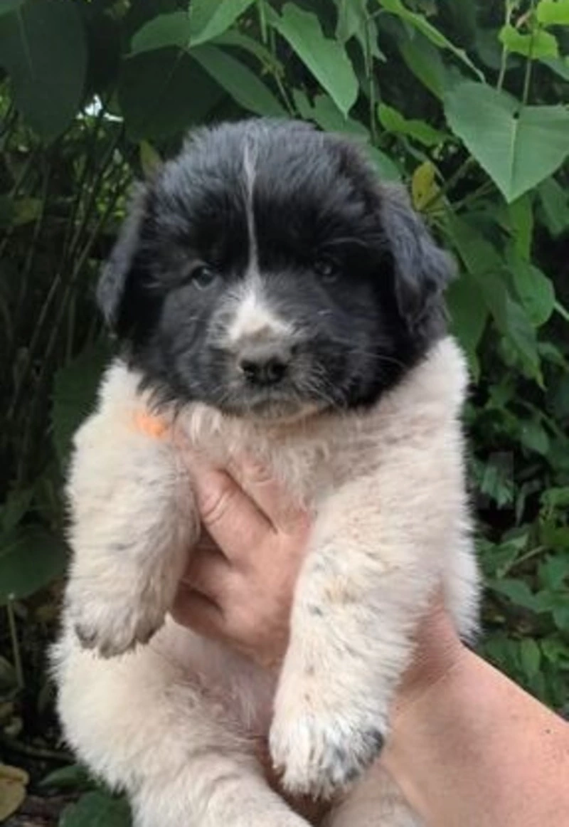 На Сахалине пристраивают щенков, которые чуть не погибли в развалинах старого сарая