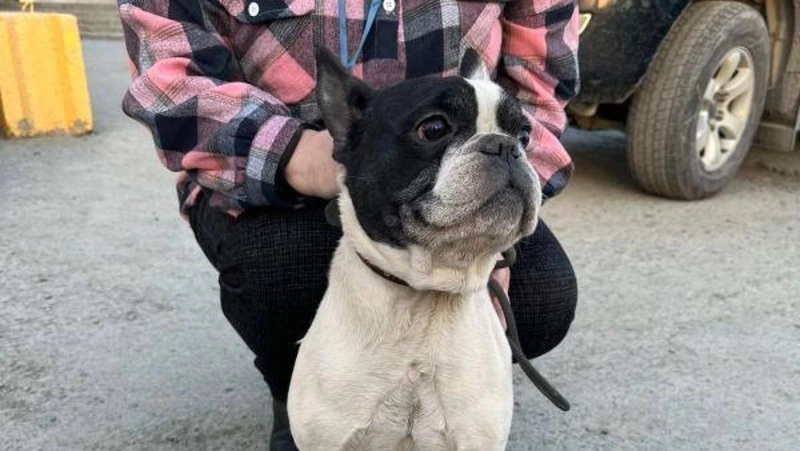 Собака черно-белого окраса потеряла своего хозяина в районе Ново-Александровска