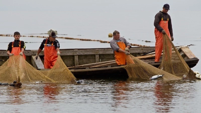 С рыбой или без?