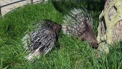 Дикобразы Сахалинского зоопарка переехали в летнюю резиденцию