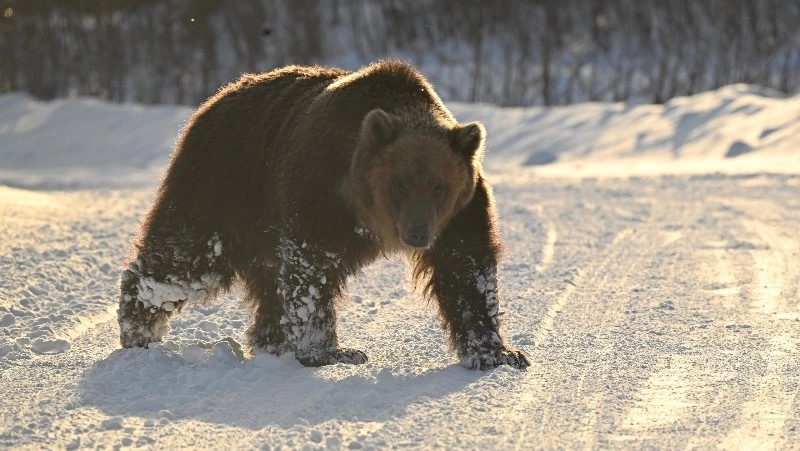 На Курилах отстрелили агрессивного медведя 