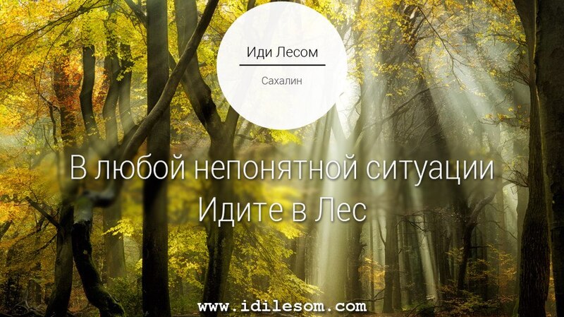 Romantique альбом Иди лесом слушать онлайн бесплатно на Яндекс Музыке в хорошем