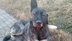 Сбор денег на операцию объявили для избитой собаки с оторванным ухом в Поронайске