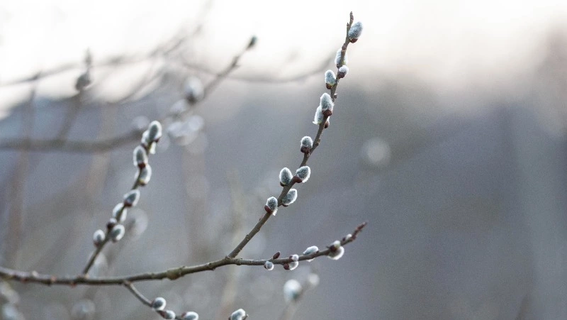 Потепление до +12 градусов и юго-западный ветер: прогноз погоды в Южно-Сахалинске на 16 апреля  