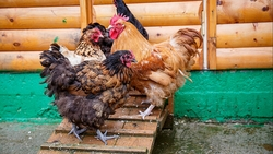 Хайсекc Браун и другие