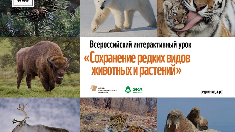 Учителей Сахалина приглашают провести экоурок о сохранении редких видов животных