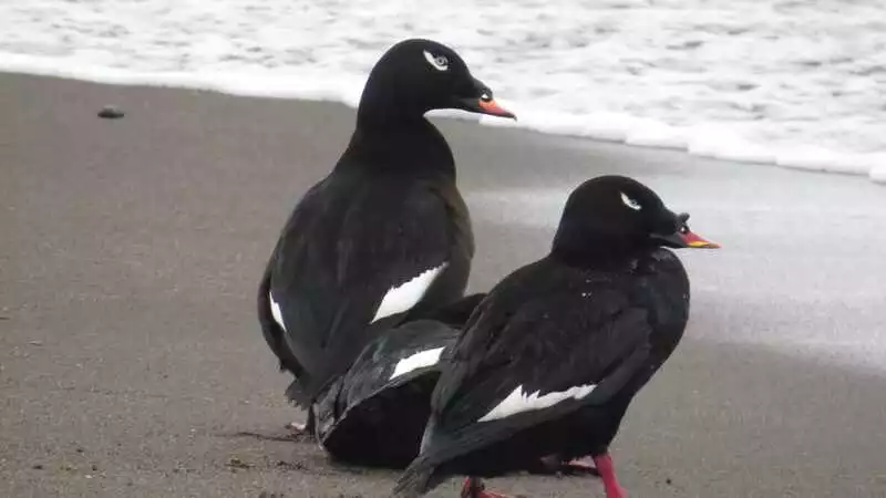 Шведы разглядели в курильской черной утке американские корни