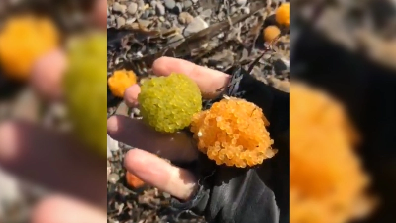 Сахалинский берег засыпало шариками из разноцветной икры