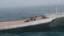 Бесстрашный тюлень-крылатка оккупировал рыбацкое судно у берегов Сахалина