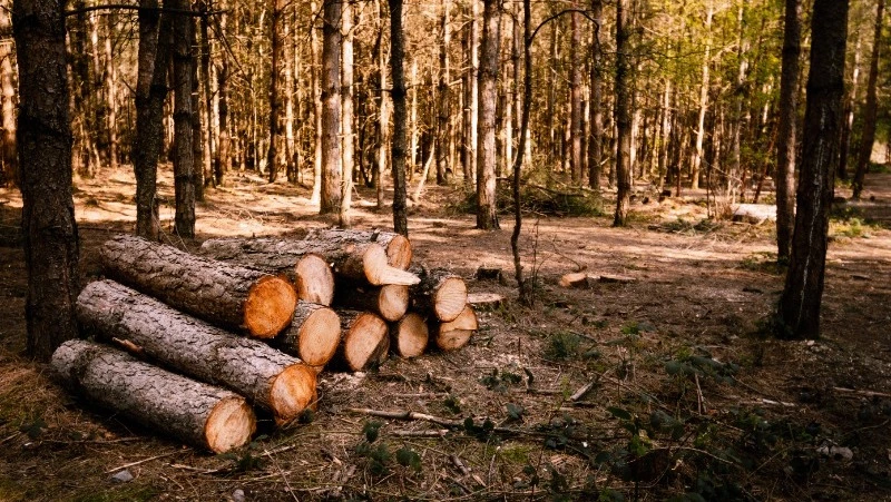 Суд обязал подрядчика «ННК-Сахалинморнефтегаз» восстановить лес после работ на нефтепроводе